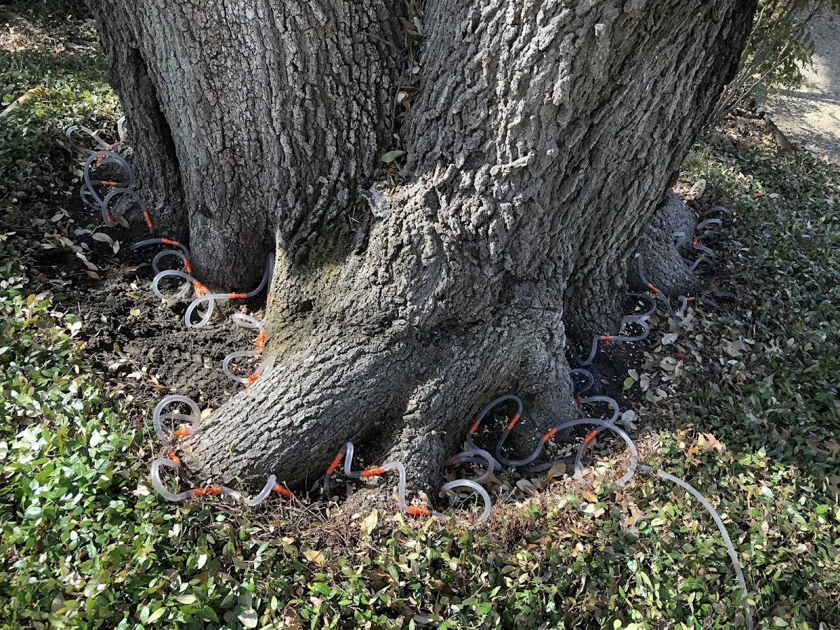 Detailed Tree Cabling and Bracing job site in Intercession City